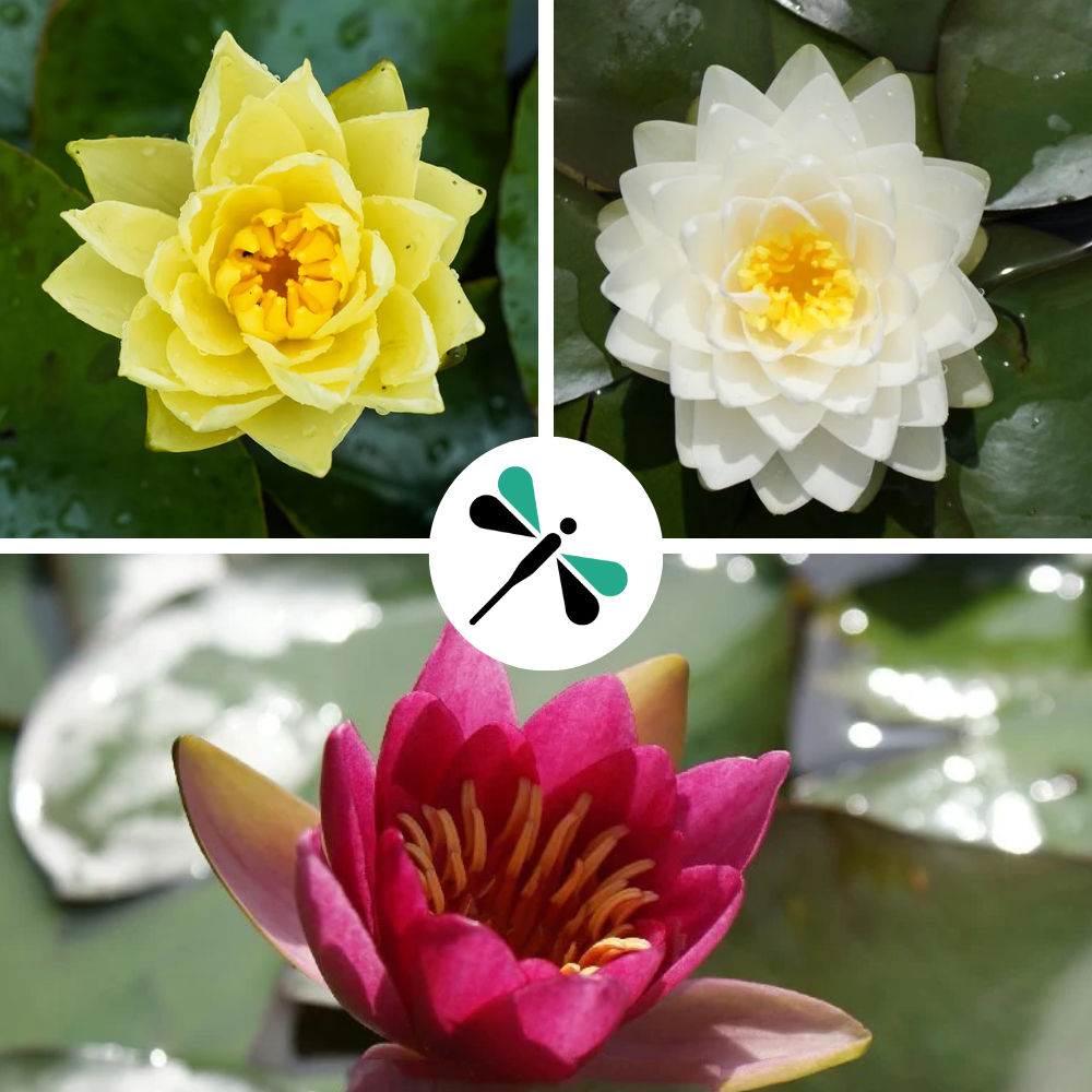 SEEROSEN TRICOLOR SET