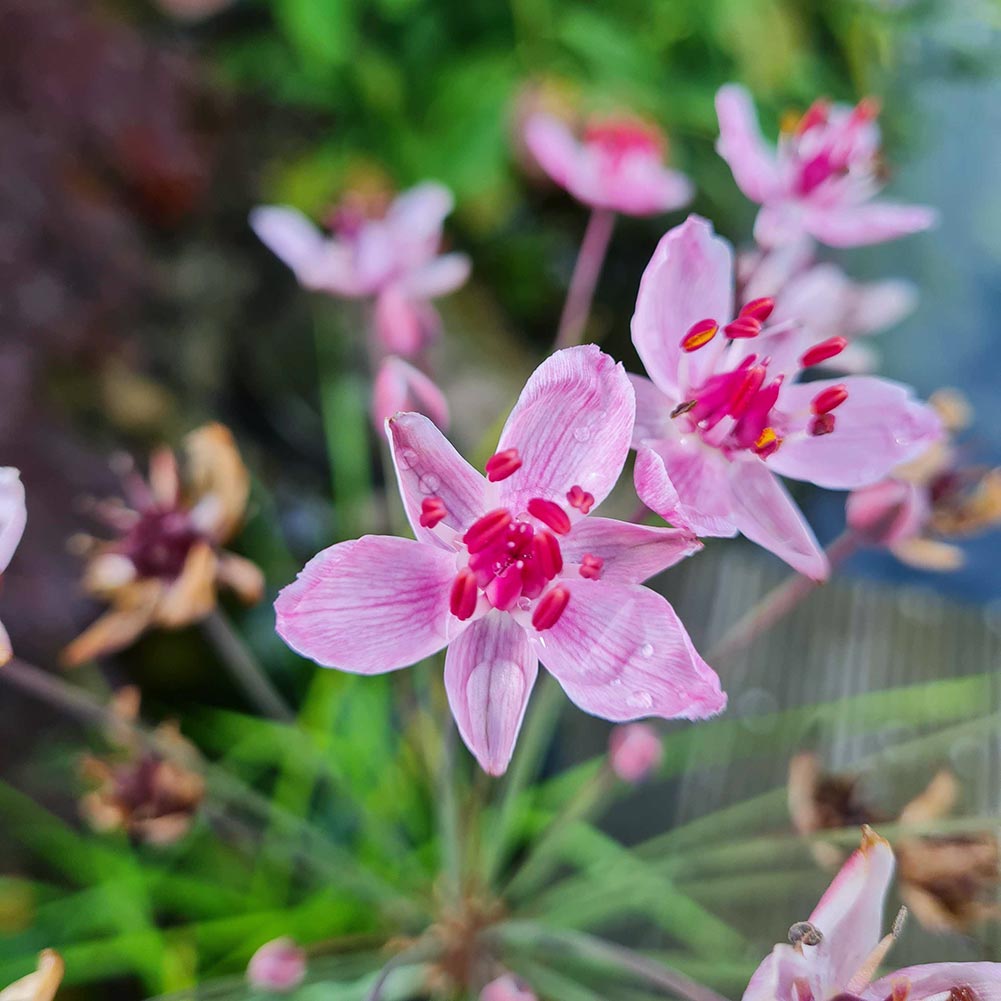 Schwanenblume