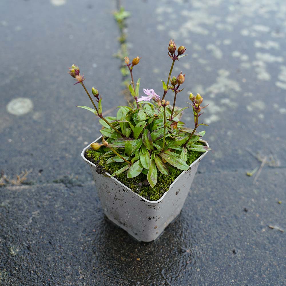 Zwergkuckuckslichtnelke