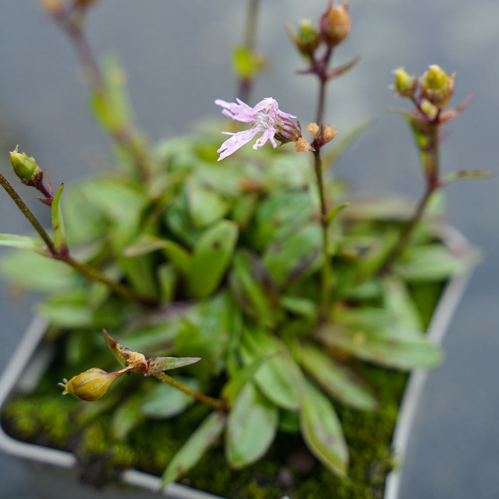 Zwergkuckuckslichtnelke