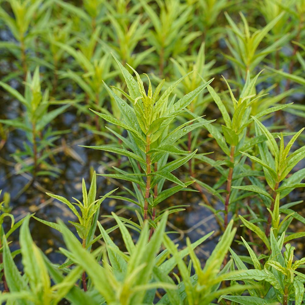 Straußblütiger Gilbweiderich