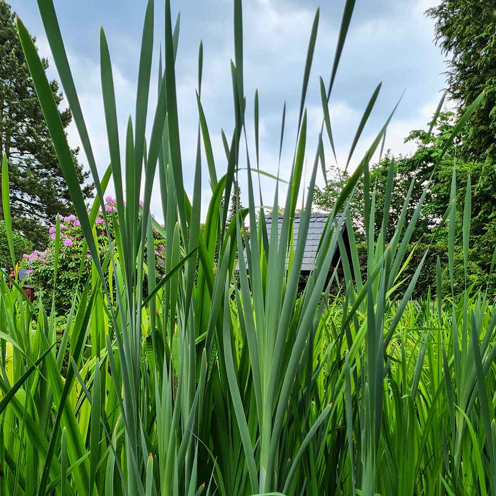 Breitblättrige Rohrkolben