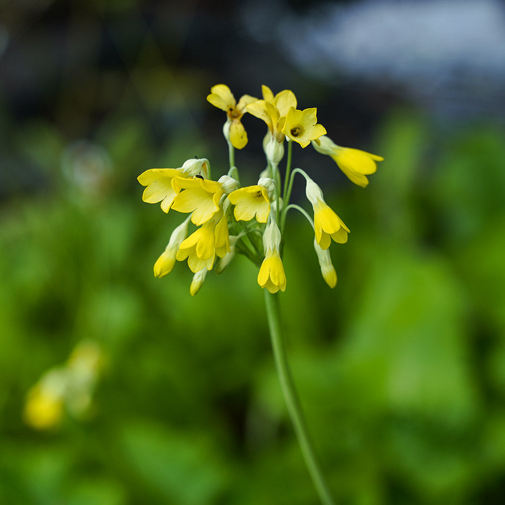 Hohe Schlüsselblume