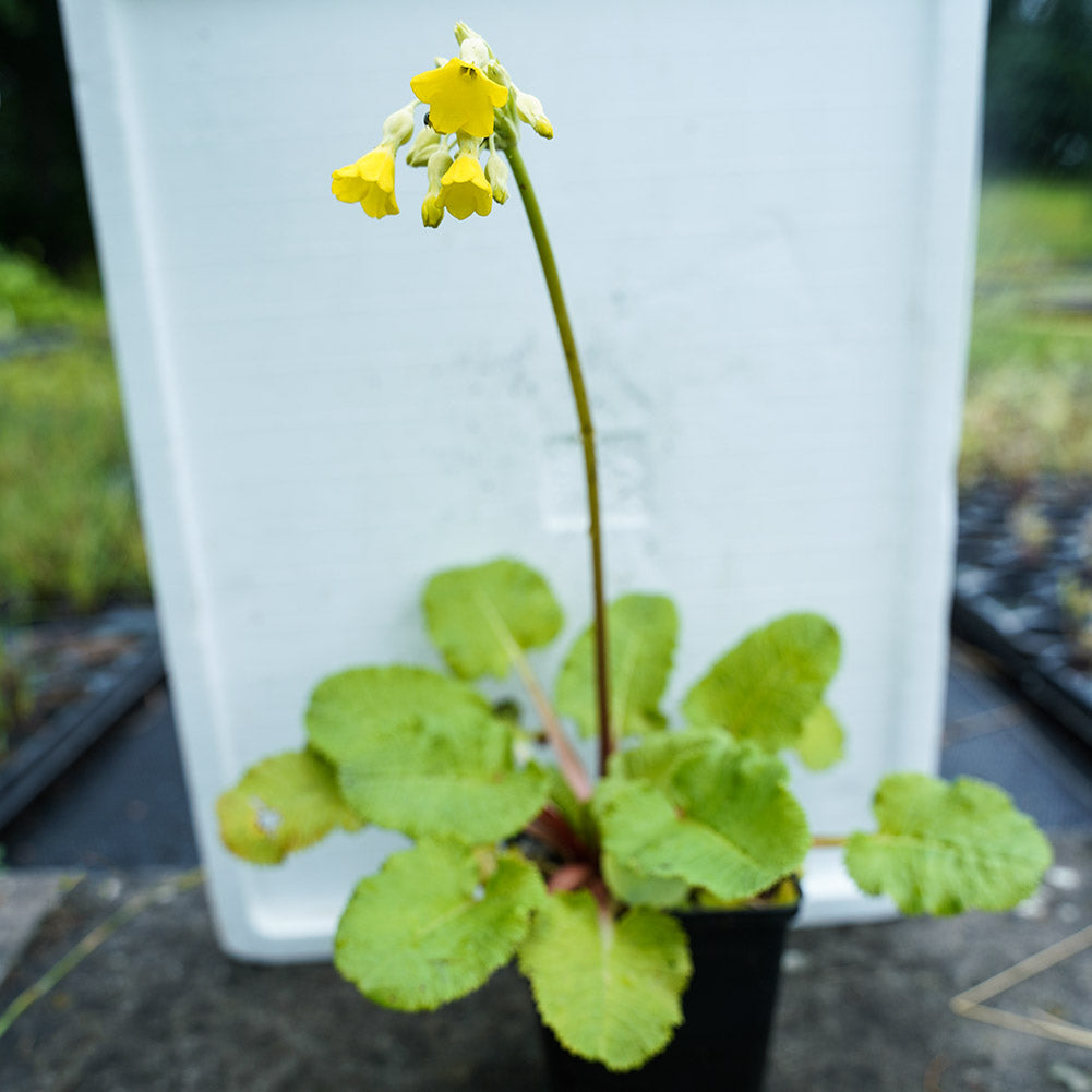 Hohe Schlüsselblume