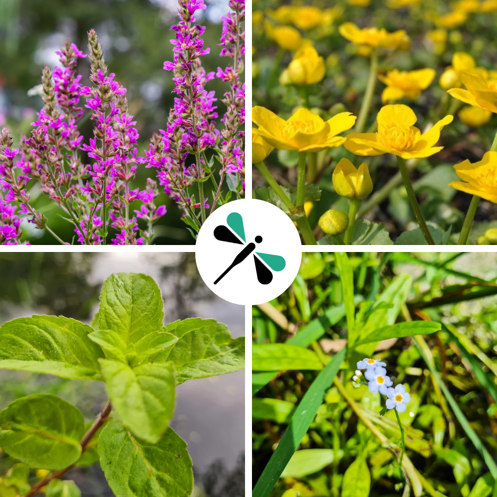 Pflanzen-Set für Pflanzeninseln 7er