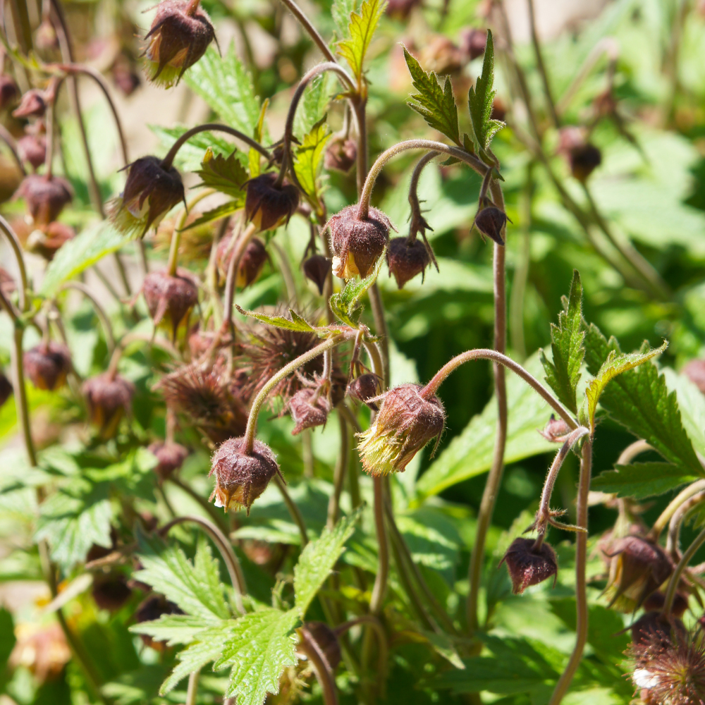 Bachnelkenwurz | Geum rivale