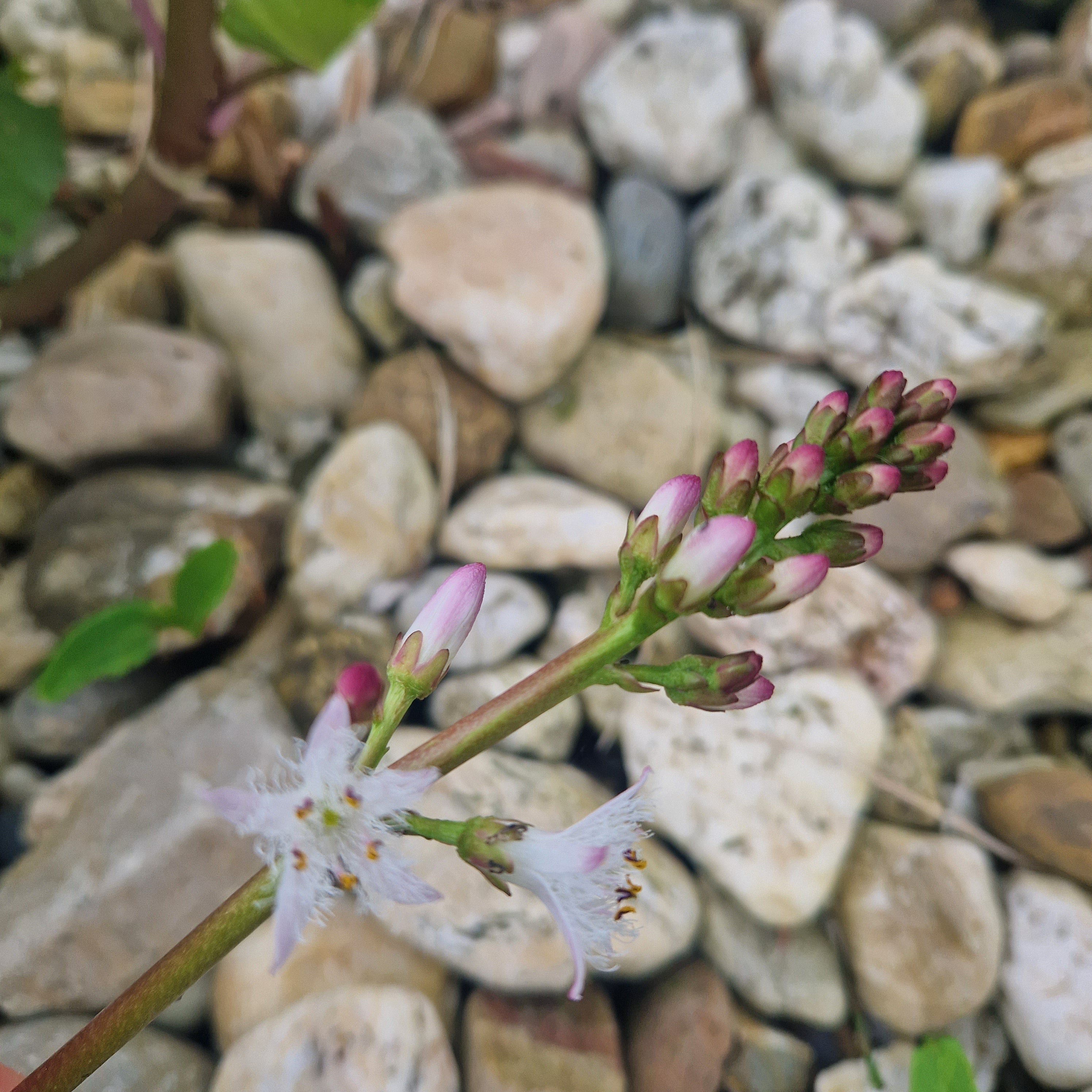 Fieberklee | Menyanthes trifoliata
