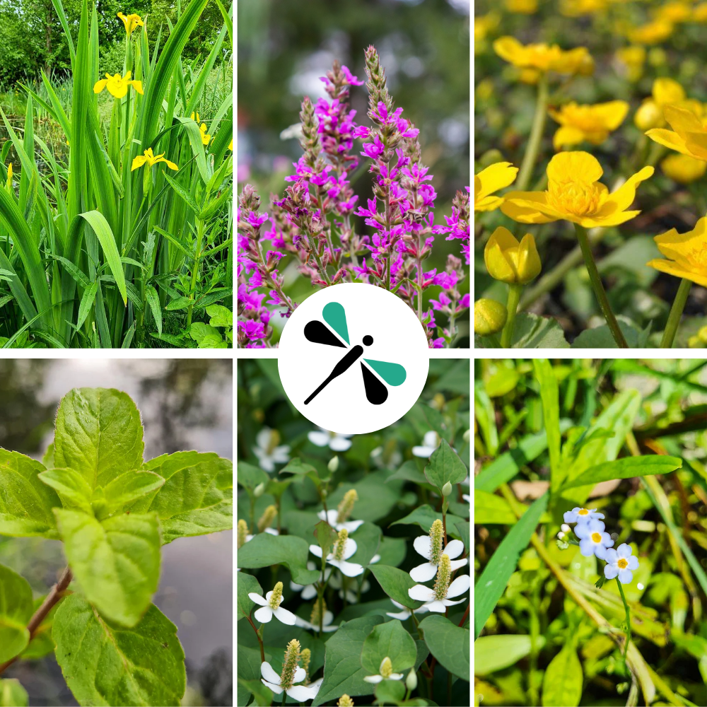 Pflanzen-Set für Pflanzeninseln 14er