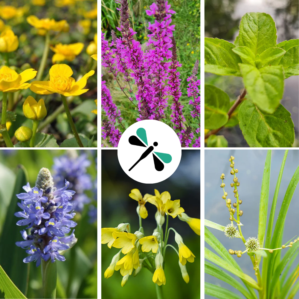 INSEKTENFREUNDLICHES TEICHPFLANZEN-SET