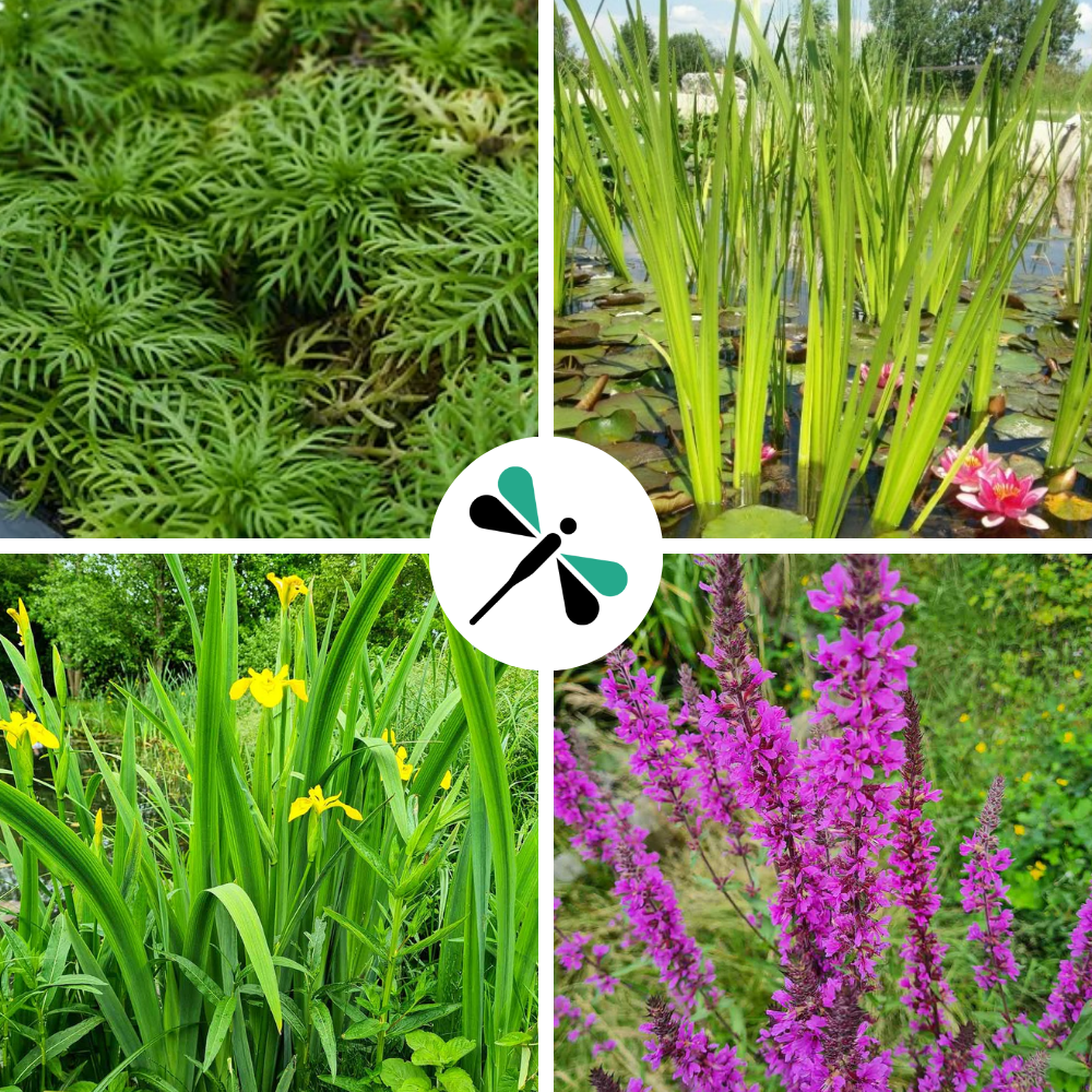 MINI-BALKONTEICH-SET