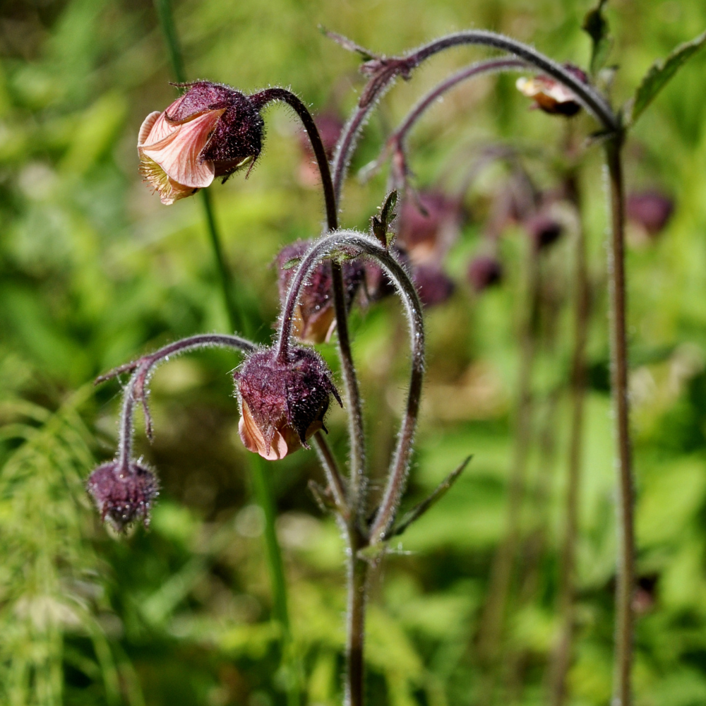 Bachnelkenwurz | Geum rivale