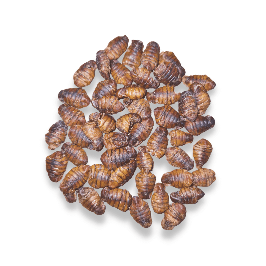 Seidenraupen_Produktbild_ Detailansicht