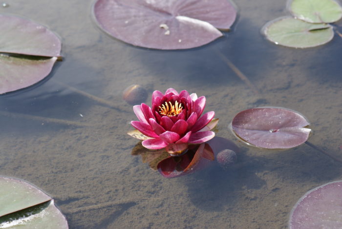 Amost-Black-4-700x469-1