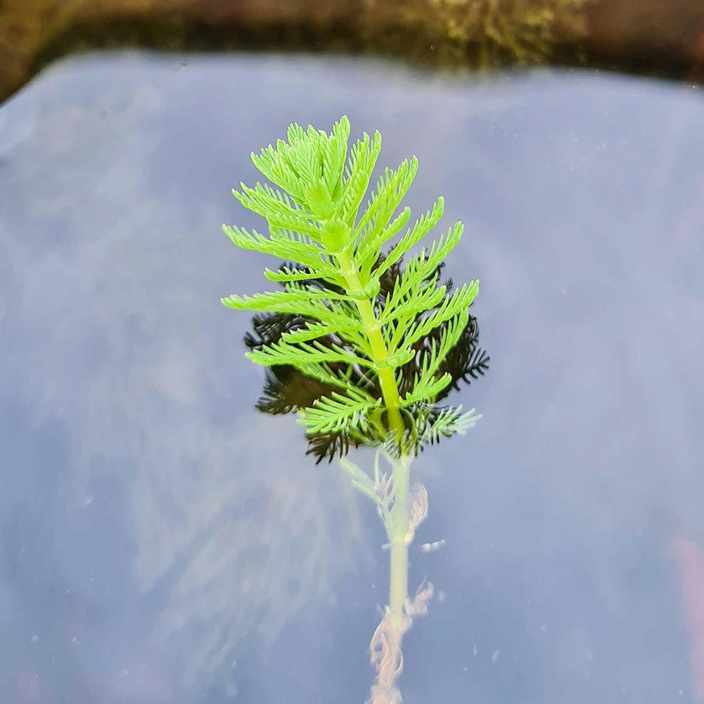 Unterwasserpflanze Brasilianisches Tausendblatt