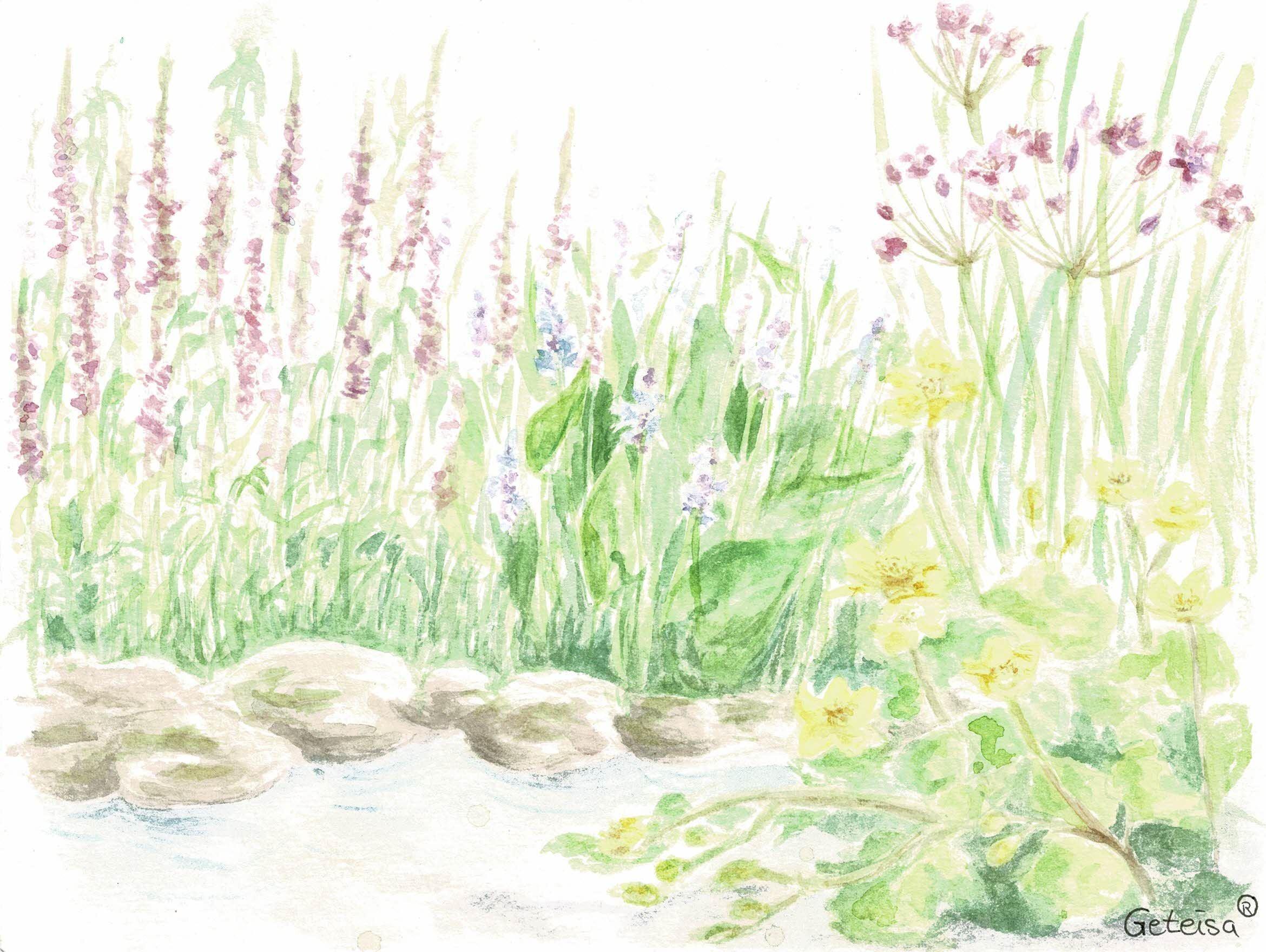 BLÜTENPFLANZEN- SET | FÜR TOLLE BLÜTENPRACHT AM TEICH - geteisa.de