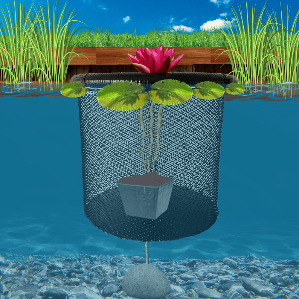 Schwimmender Seerosenschutzkorb | Koilelie - geteisa.de