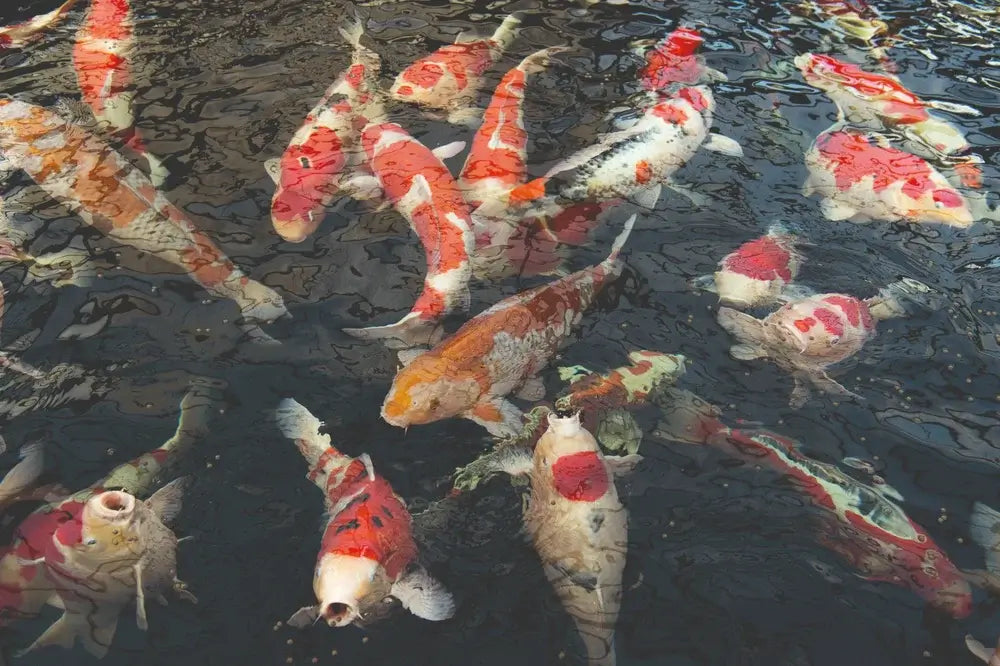 Kois in sauberem Wasser