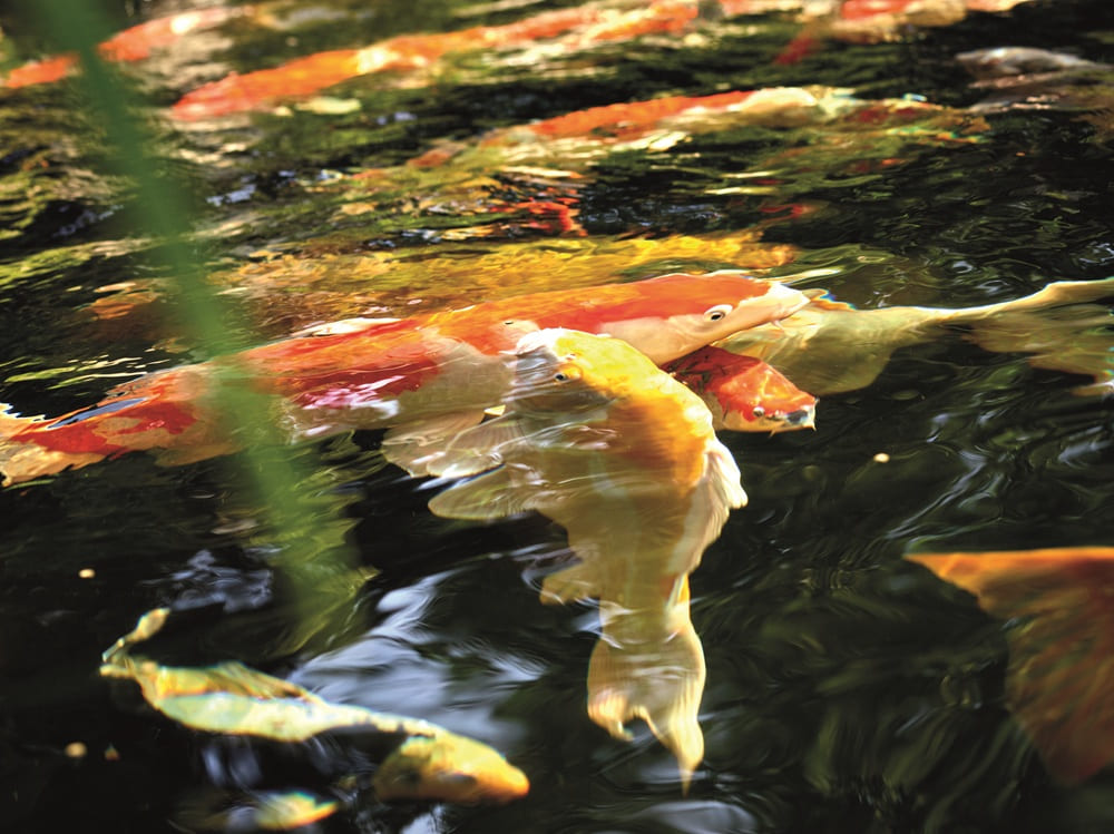 Kois in sauberem Wasser