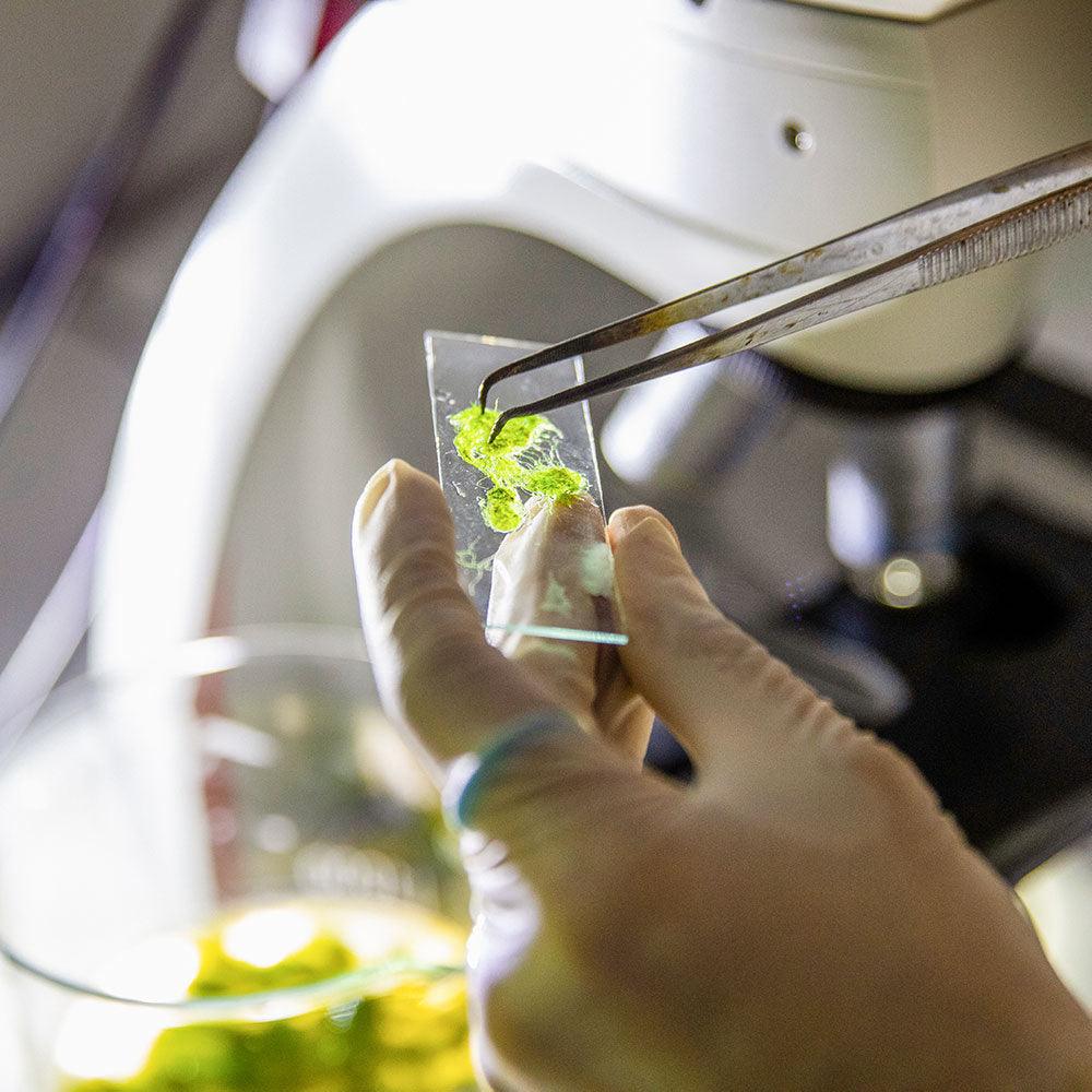 Algenanalyse - geteisa.de