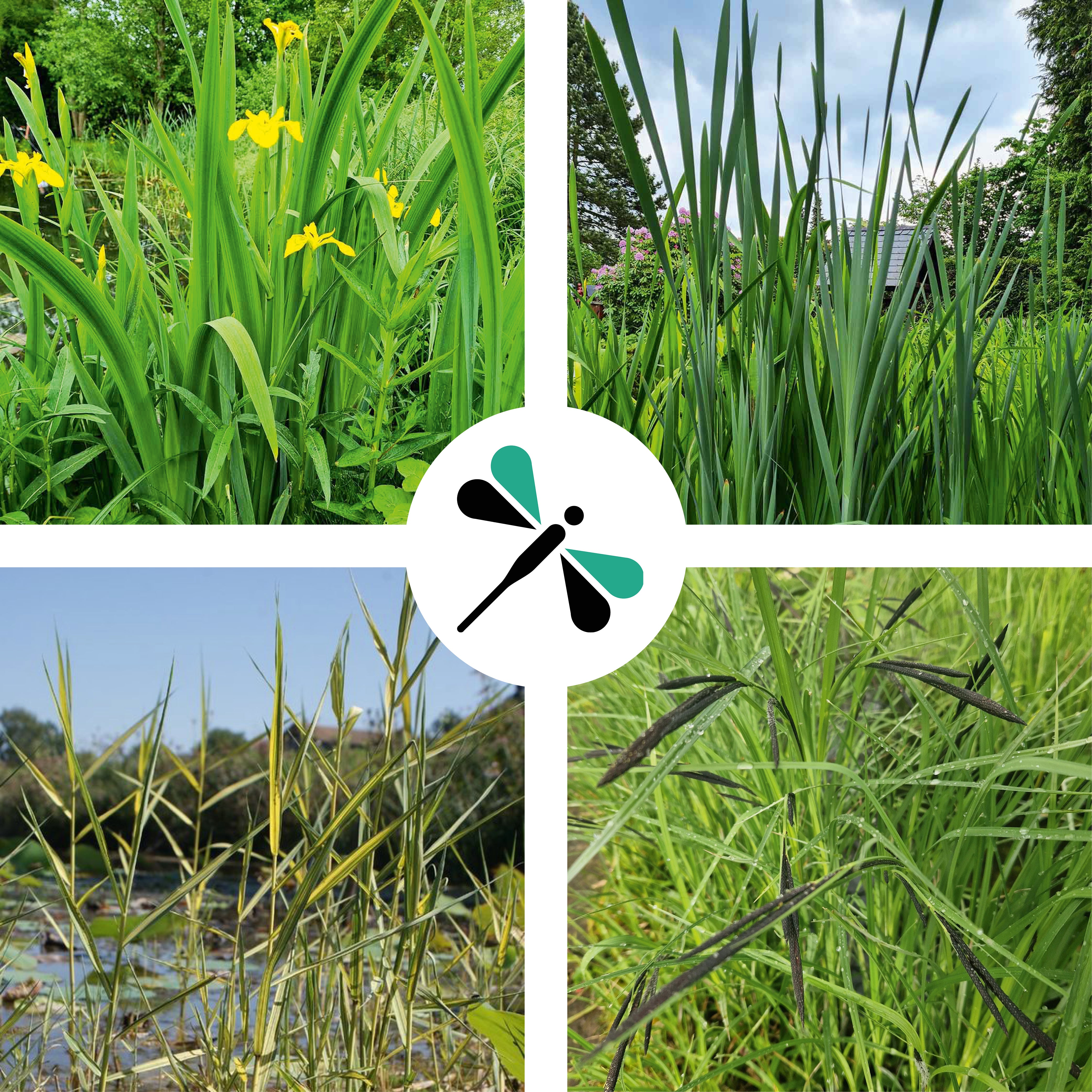 Pflanzen für Pflanzenkläranlage