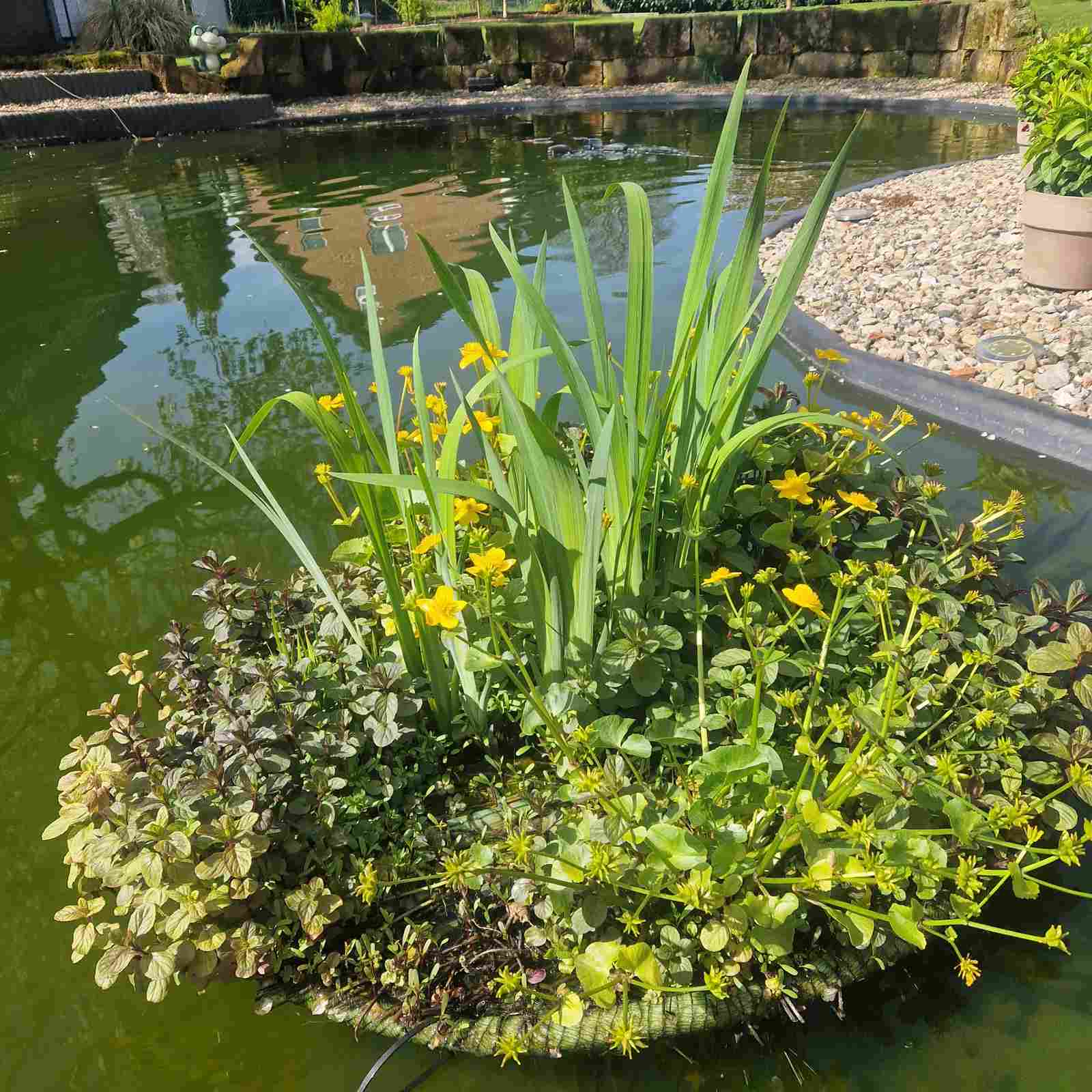 Schwimminsel Teich mit Pflanzen