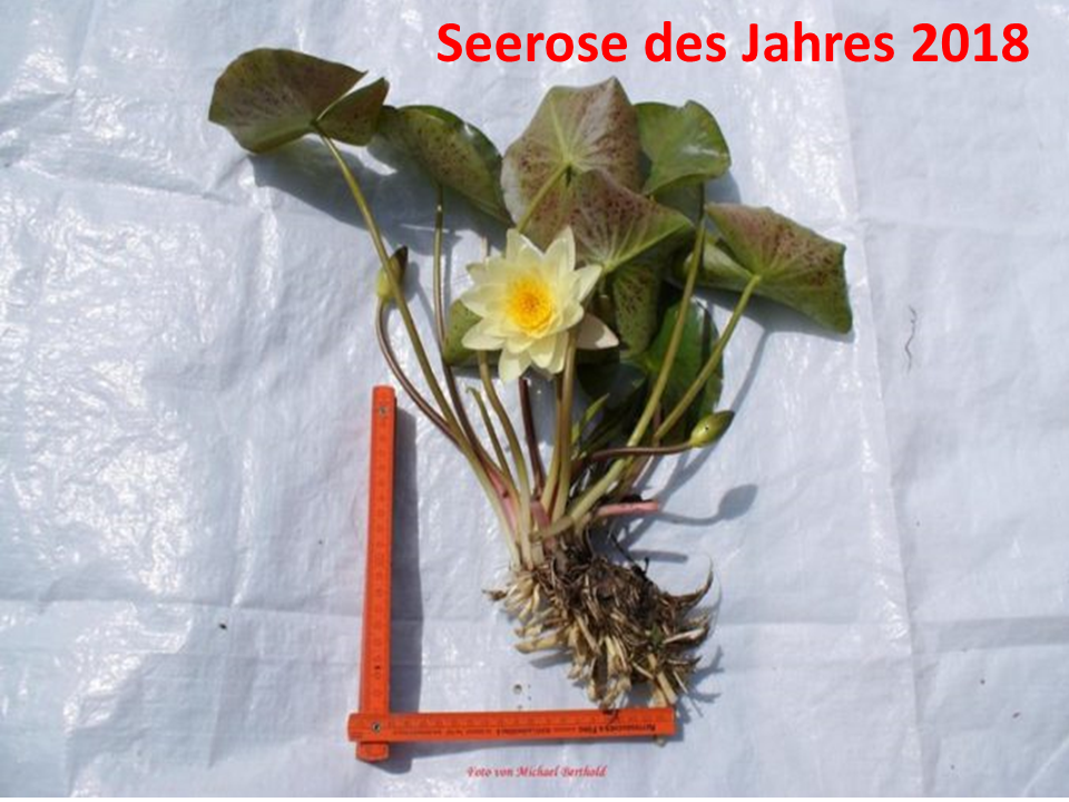 Seerose-des-Jahres-2018