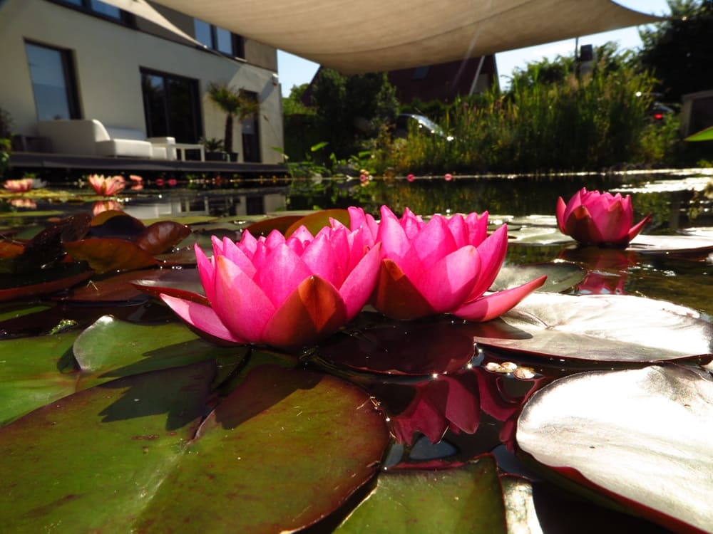 Eine schöne Seerose schwimmt im Teich