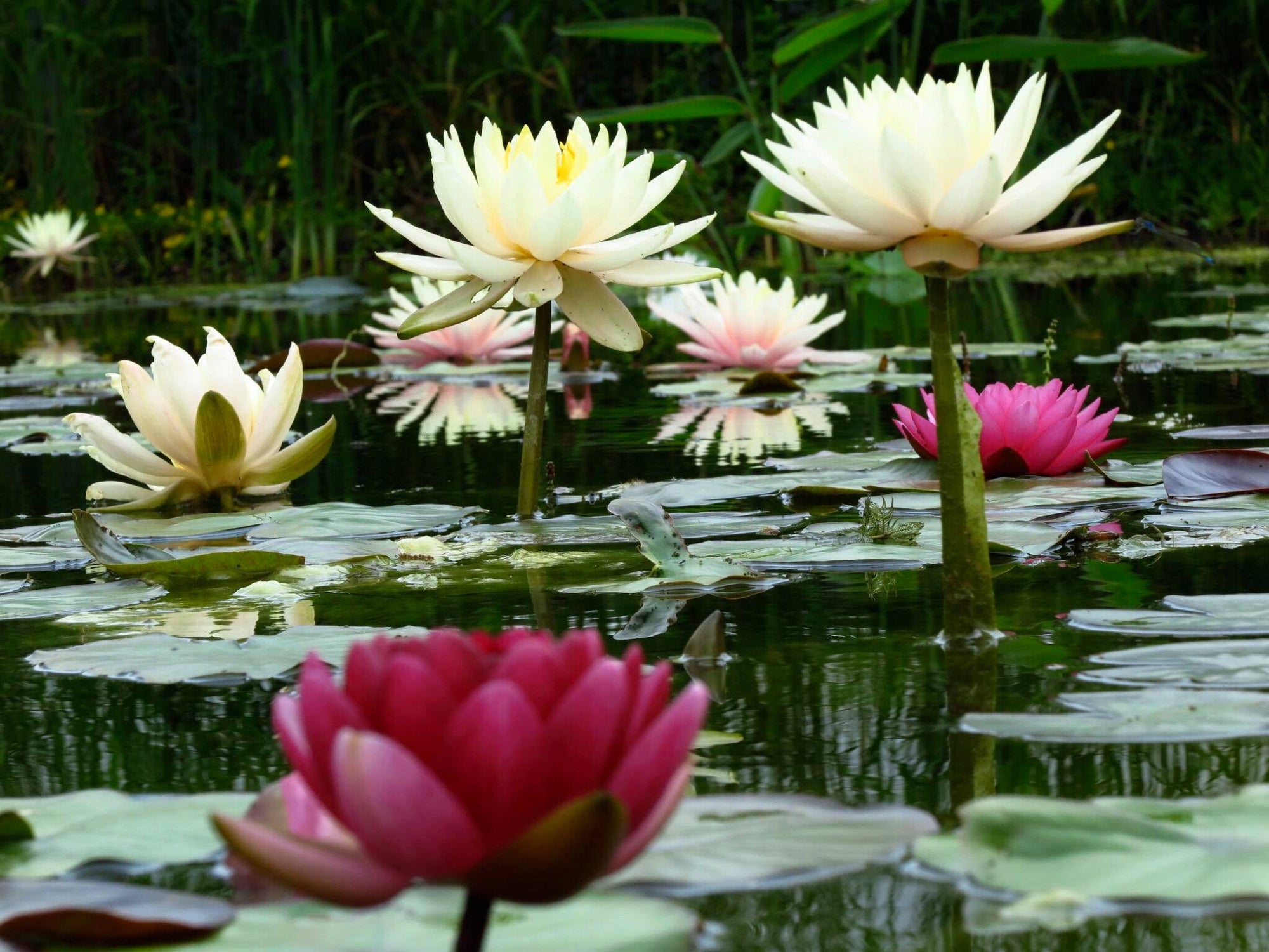 Seerosen auf einem Teich