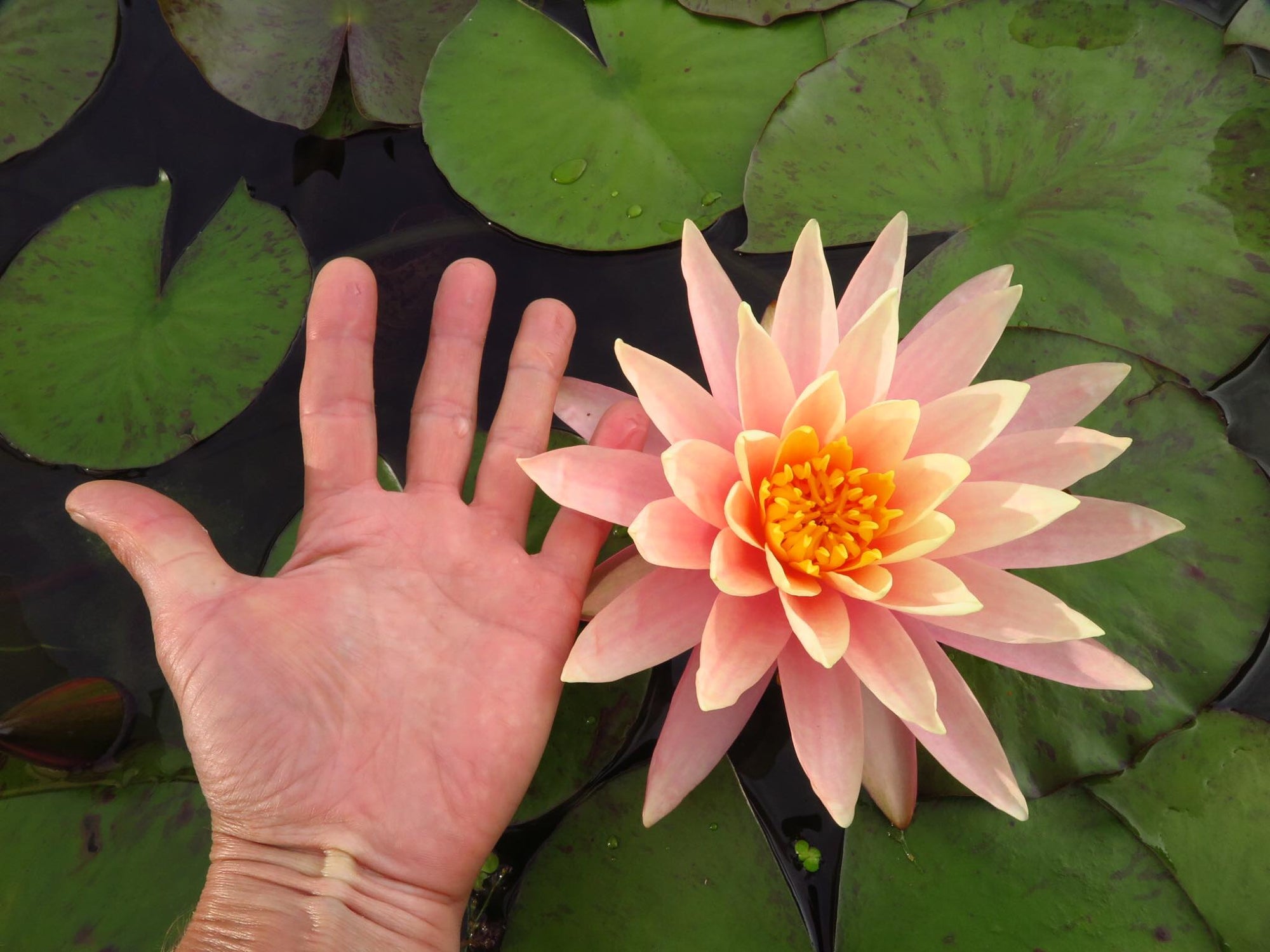 Seerose so groß wie eine Hand