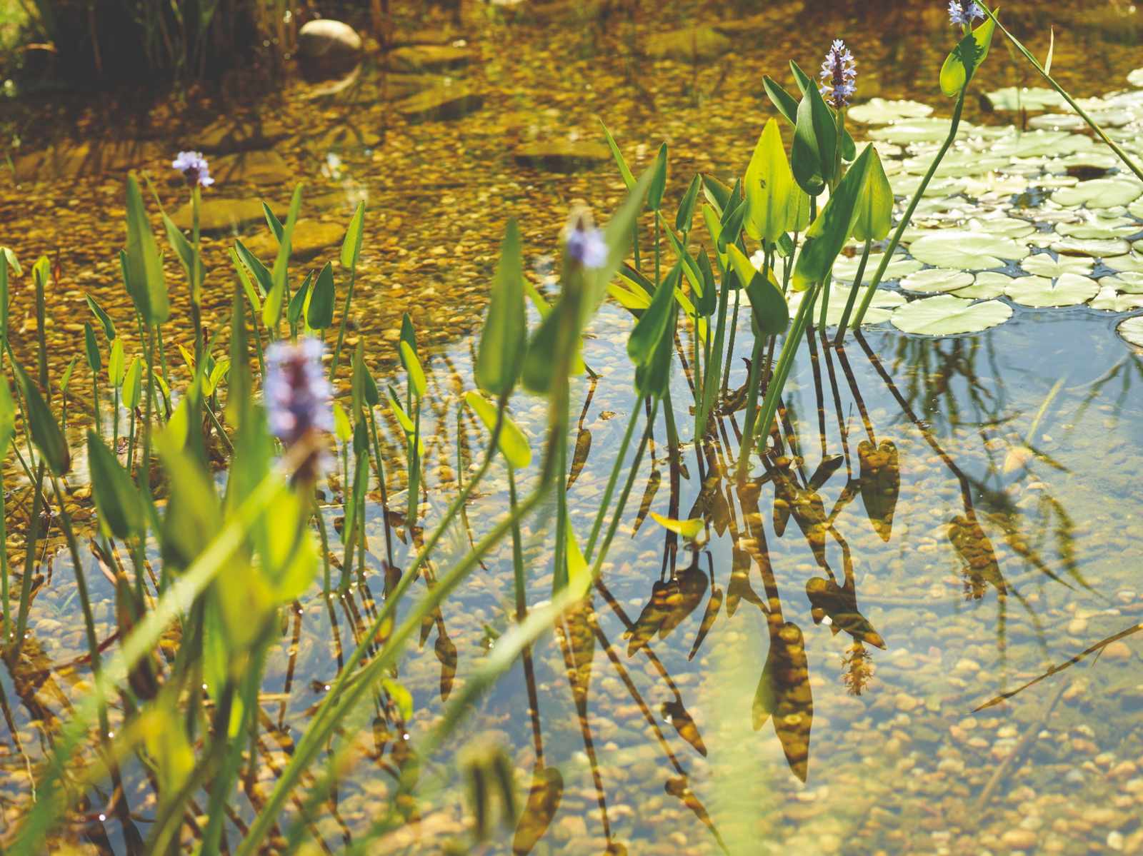 Sumpfpflanzen in einem See
