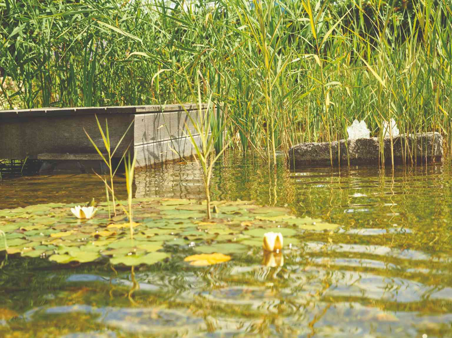Sauberer Teich durch Teichpflege Produkte