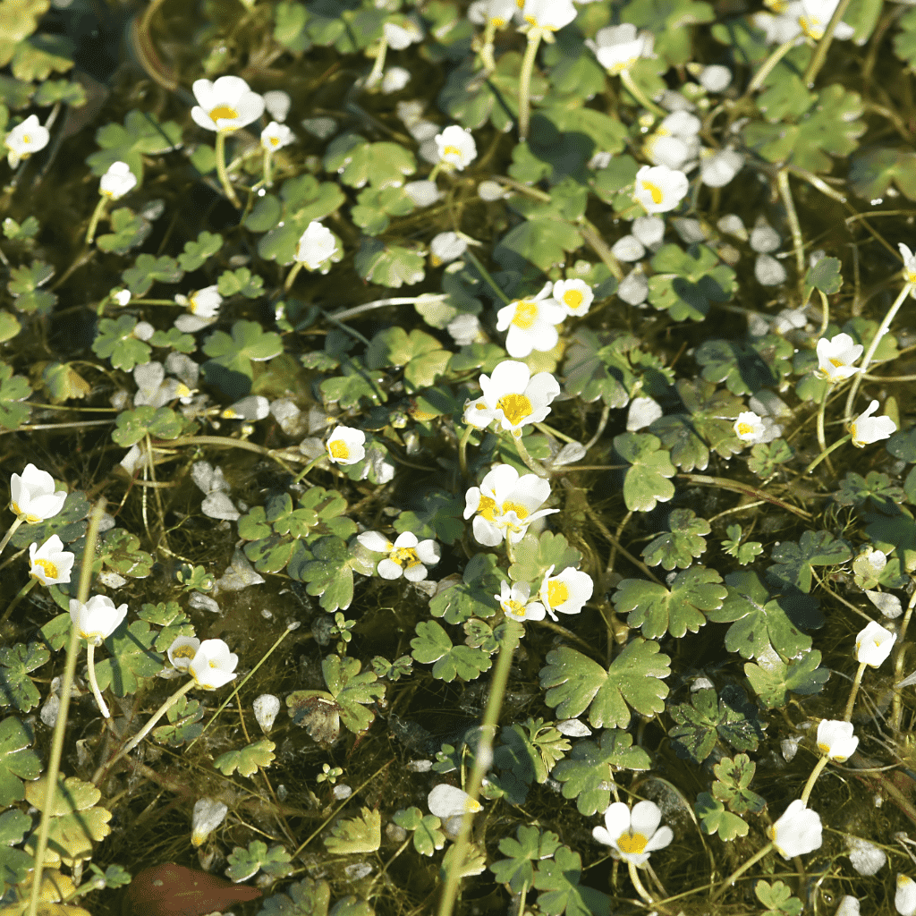 Sumpfpflanzen die blühen