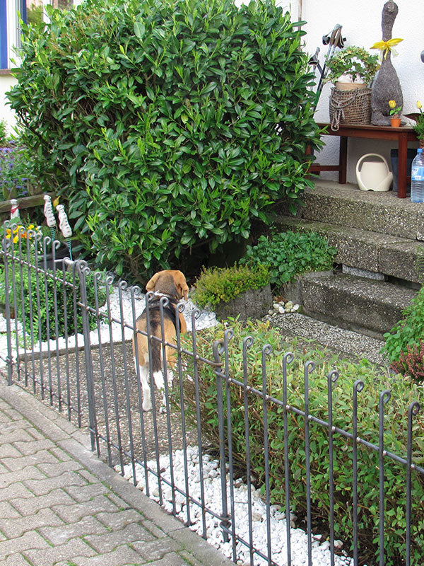 Hundezaun 80