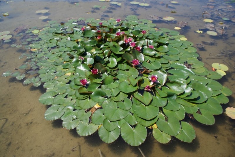 Analyzing image    froebeli3-7