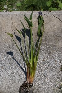 hechtkrautpontederia-cordata3