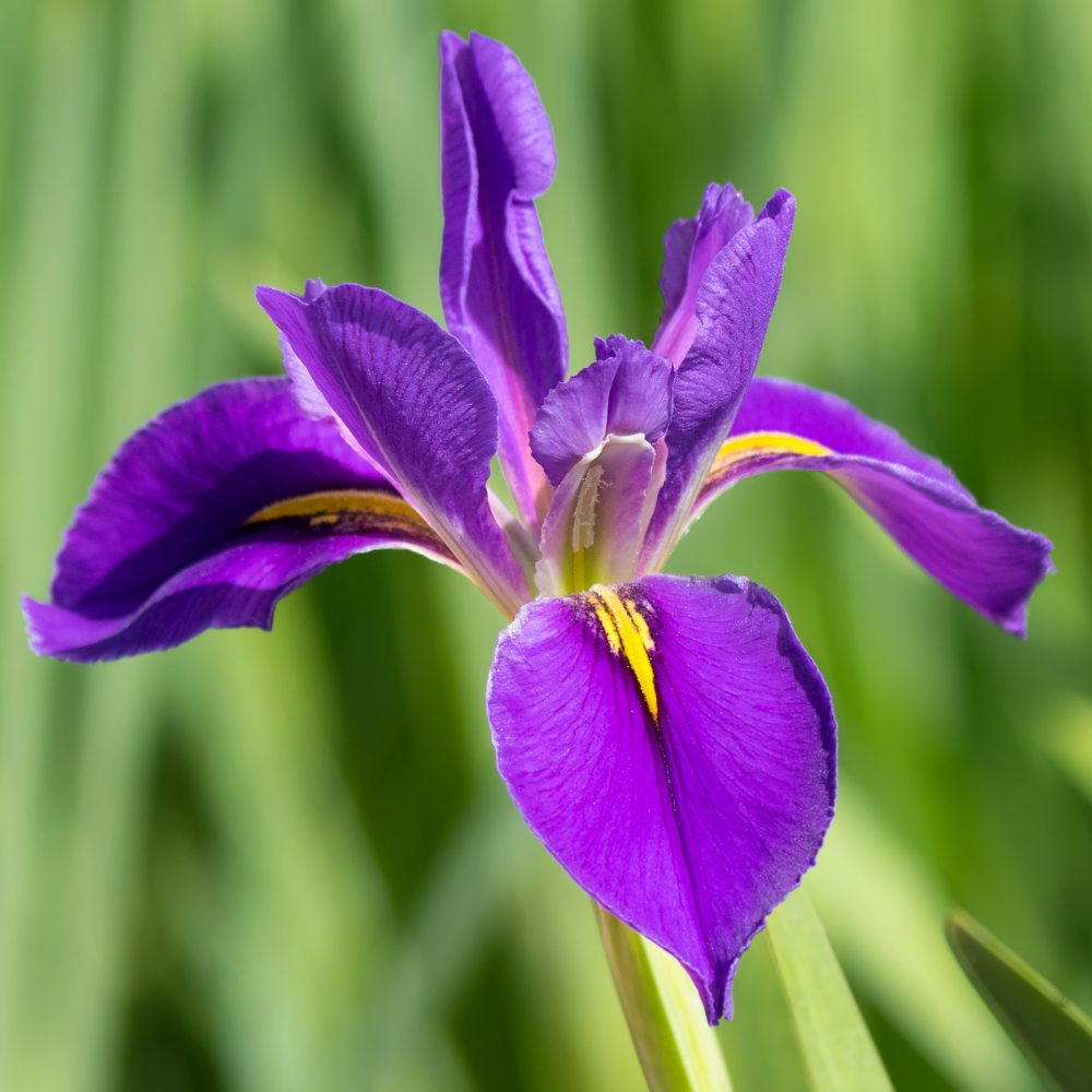 Japanische Sumpfiris | Iris ensata