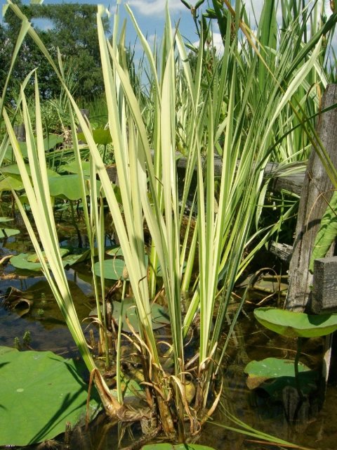 Weißgestreifter Kalmus