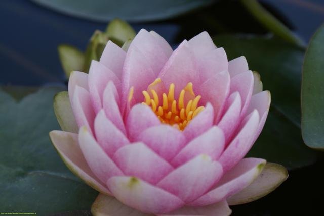 madame-wilfrom-gonnere