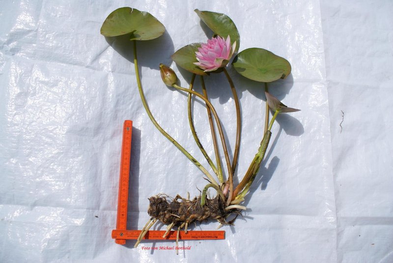 madame-wilfrom-gonnere3