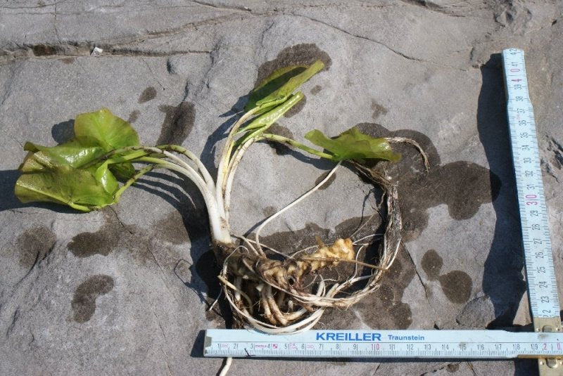 nuphar-pumilumteichrose