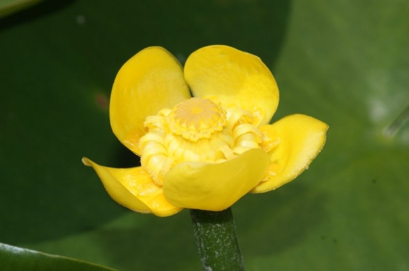 nuphar-pumilumteichrose2