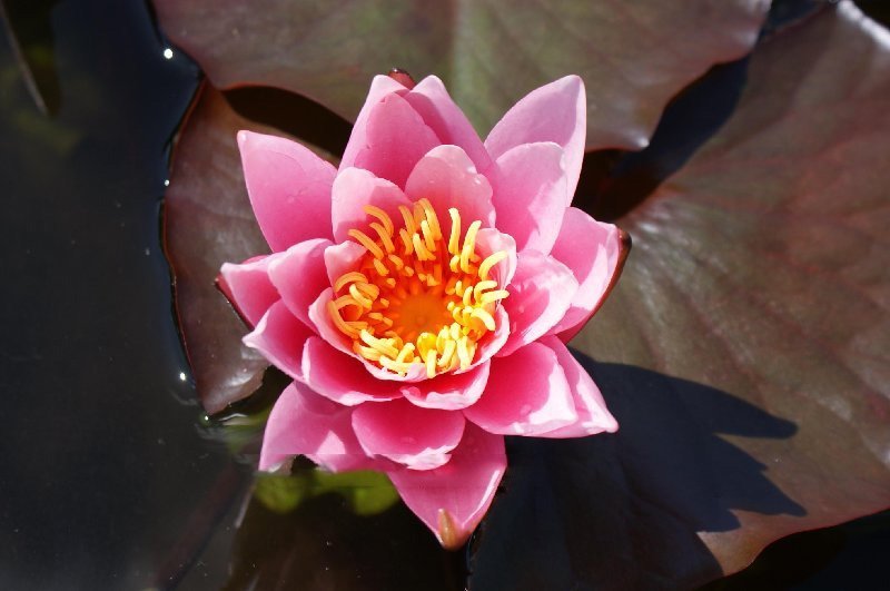 Analyzing image    rosennymphe