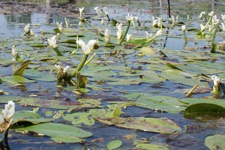 wasseraehreweissaponogeton-distachyos