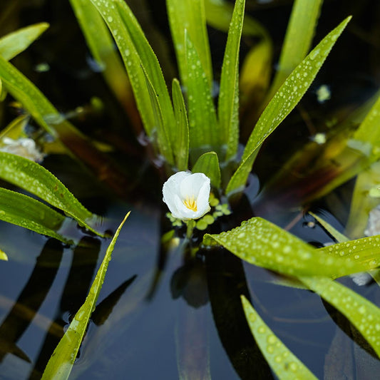 Unterwasserpflanzen für den Teich: Die perfekte Wahl für ein gesundes Ökosystem