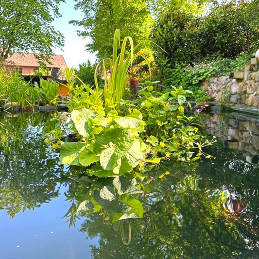 Pflanzeninseln im Teich: Schwimmende Oasen für ein gesundes Teich-Ökosystem