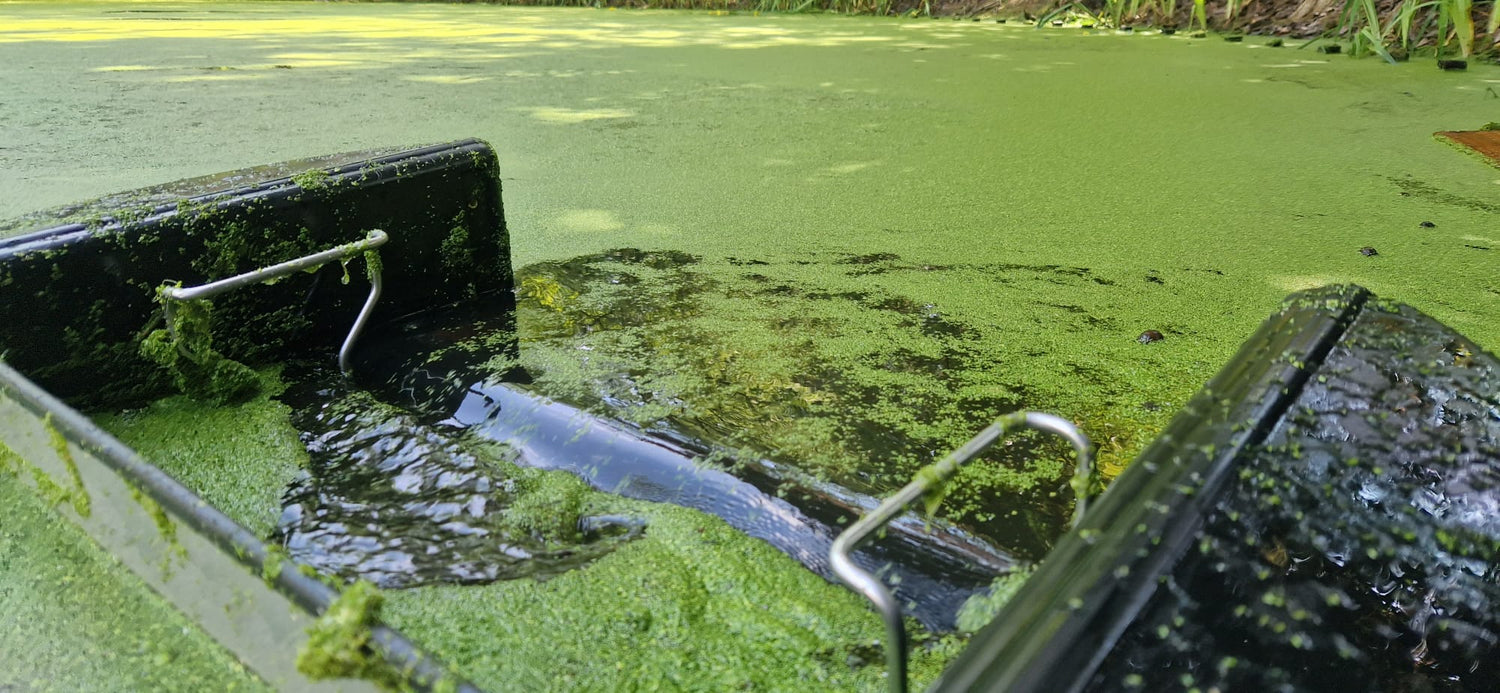 Wasserlinsen bekämpfen und entfernen