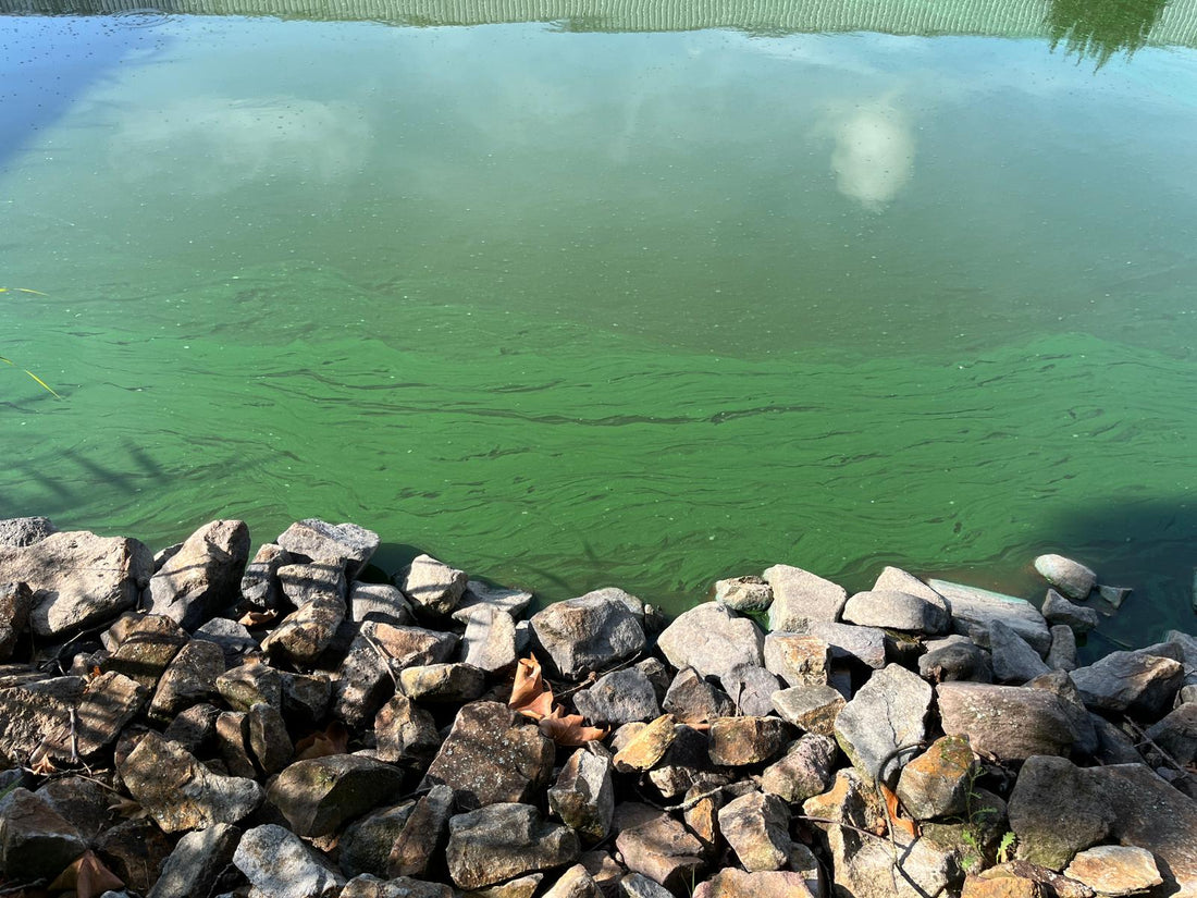 Blaualgen bekämpfen: Effektive Lösungen für sauberes Wasser