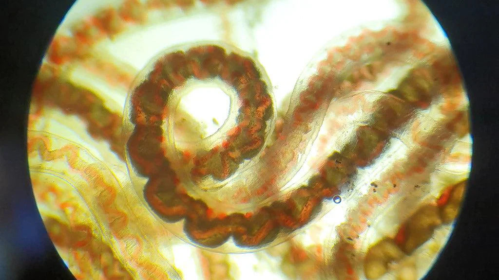 Amphibienfutter