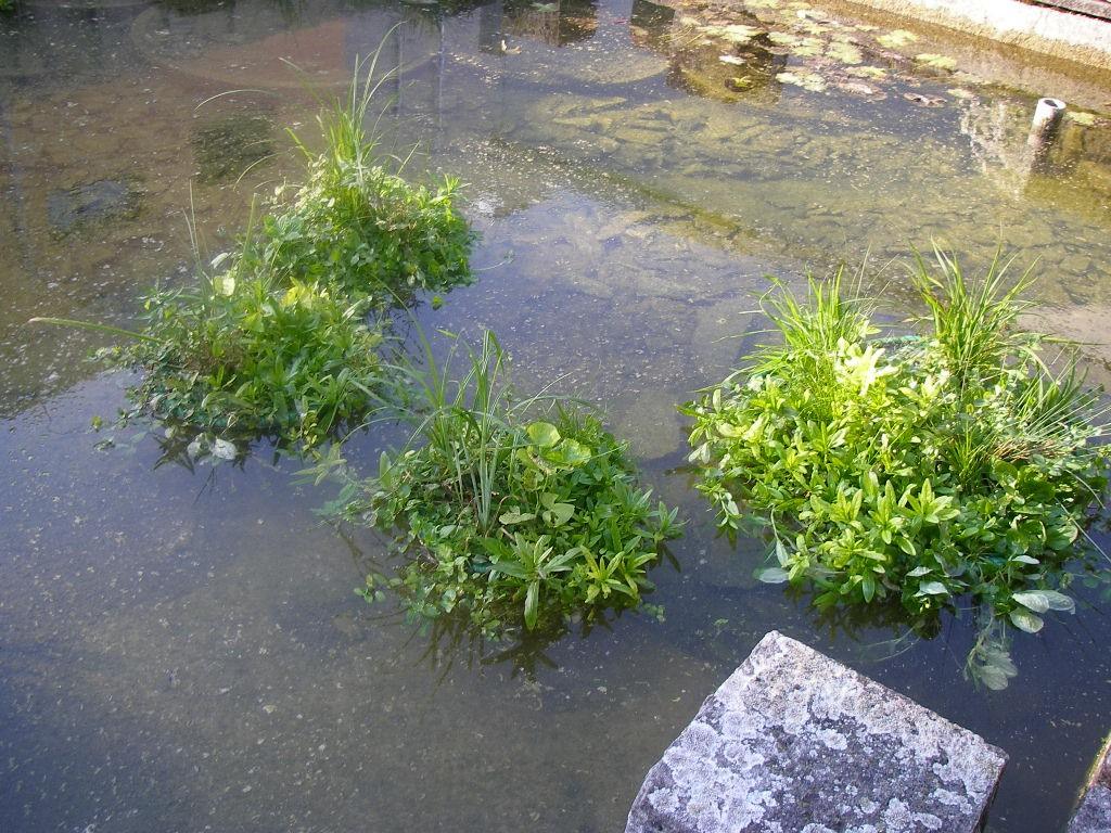 Pflanzeninseln im Teich