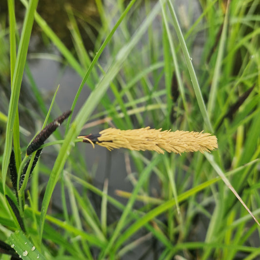  Sumpfsegge Carex acutiformis 